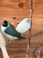 Goulds, Dieren en Toebehoren, Vogels | Toebehoren, Ophalen of Verzenden