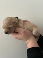 Prachtige Goldendoodle pups! 2 kleurig, nog 4 beschikbaar!, Rabiës (hondsdolheid), Overige rassen, 8 tot 15 weken, Meerdere