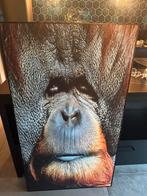 Akoustisch wandpaneel met afbeelding orang-oetan, Ophalen, Zo goed als nieuw, Minder dan 50 cm