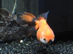 4x goudvis, sluierstaart, bol oog,, Dieren en Toebehoren, Vis, Zoetwatervis