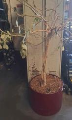 Plant te koop, Ophalen, Overige soorten