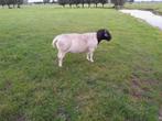 Dorper ram raszuiver, Mannelijk, Schaap, 6 jaar of ouder