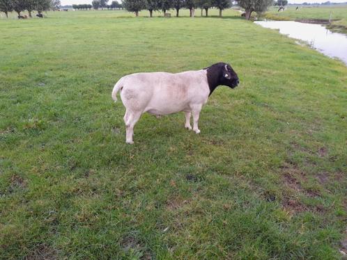 Dorper ram raszuiver, Dieren en Toebehoren, Schapen, Geiten en Varkens, Schaap, Mannelijk, 6 jaar of ouder