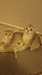 Britse korthaar kittens, Dieren en Toebehoren, Kater