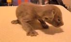 kittens geboren op 13 September, Oosters korthaar kittens, Dieren en Toebehoren, Meerdere dieren, Ontwormd, 0 tot 2 jaar