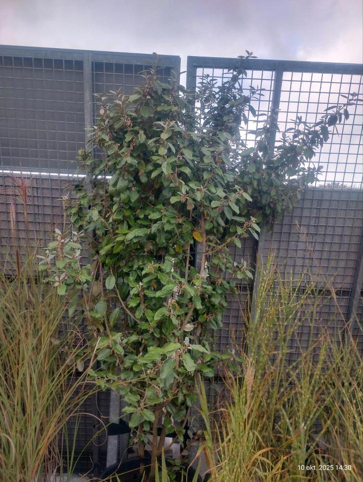 Olijfwilg, elaeagnus ebbingei, Tuin en Terras, Planten | Struiken en Hagen, Struik, Overige soorten, 100 tot 250 cm, Ophalen