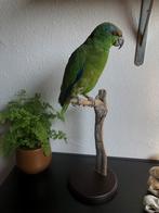 Opgezette Amazone papegaai, Opgezet dier, Vogel, Zo goed als nieuw, Ophalen