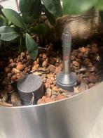 2 Prachtige Ficus Ginseng Bonsai, Vaste plant, Bloeit niet, Halfschaduw, Ophalen