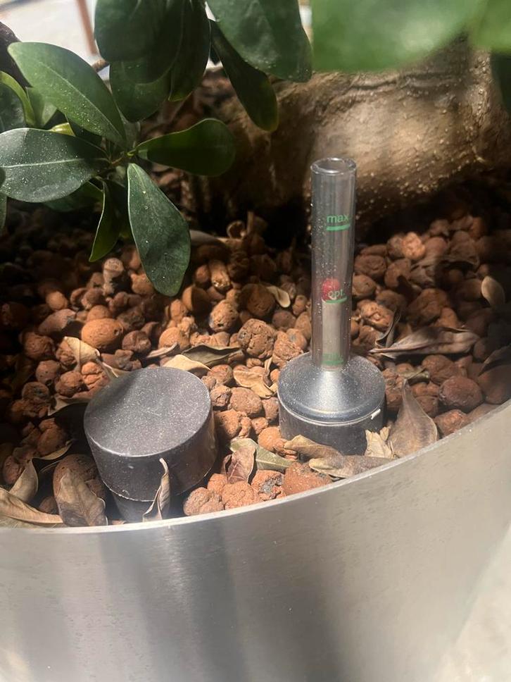 2 Prachtige Ficus Ginseng Bonsai, Tuin en Terras, Planten | Tuinplanten, Vaste plant, Overige soorten, Halfschaduw, Bloeit niet