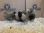 Jonge tamme Wyandotte krielkippen - Gesekst en Ingeënt, Dieren en Toebehoren, Pluimvee, Vrouwelijk, Kip