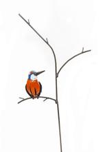 IJSVOGEL OP TAK - STREET ART - FAIRTRADE - HANDMADE, Ophalen of Verzenden, Nieuw