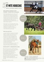 Trainingsstal Beleren van paarden ohz en voor de wagen, Gedragstraining