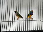 Koppel gouldamadines oranjekoppen, mooi formaat!, Meerdere dieren, Tropenvogel