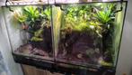 paludarium terrarium gifkikker leucomelas (100x60x42), Dieren en Toebehoren, Reptielen en Amfibieën, Schildpad