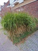 Siergras Miscanthus Sinensis Strictus zeer grote pollen, Ophalen, Siergrassen, Volle zon