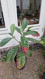 Jonge Loquat / Japanse Mispel in Pot, Tuin en Terras, Overige soorten, Lente, Minder dan 100 cm, Ophalen