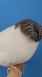 Te koop gevraagd paar koppel jonge glosters, Meerdere dieren, Kleurkanarie