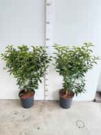 Portugese laurier 60-80cm, Ophalen, Laurier, Minder dan 100 cm