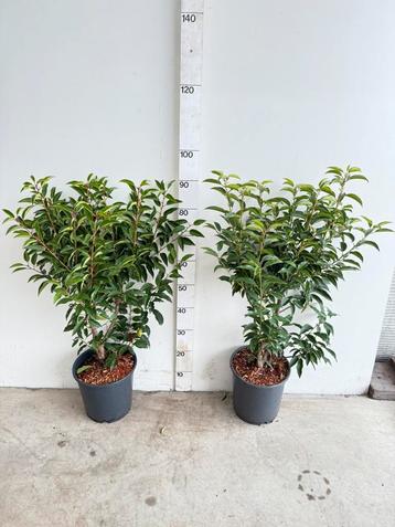 Portugese laurier 60-80cm beschikbaar voor biedingen