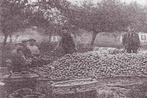 914053 Zoelen Gld Appeloogst Nette kaart onbeschreven, Ophalen of Verzenden, Ongelopen, Gelderland