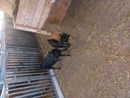 Zwarte dwerggeit met lammetje, Dieren en Toebehoren, Vrouwelijk, Geit