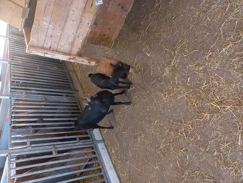 Zwarte dwerggeit met lammetje, Dieren en Toebehoren, Schapen, Geiten en Varkens, Geit, Vrouwelijk