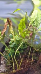 Aquariumplanten, Dieren en Toebehoren, Vissen | Aquariumvissen, Overige typen