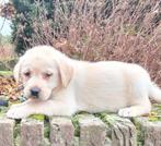 blonde labrador pups, Dieren en Toebehoren, Honden | Retrievers, Spaniëls en Waterhonden, CDV (hondenziekte), 8 tot 15 weken, Labrador retriever