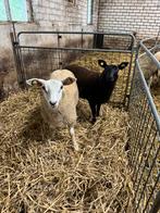 Ooilammeren, Dieren en Toebehoren, Schapen, Geiten en Varkens, Vrouwelijk, Schaap, 0 tot 2 jaar