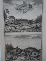 etsen tropische vissen nr 10, vliegende vis, Indonesië, 1724, Antiek en Kunst, Kunst | Etsen en Gravures, Verzenden