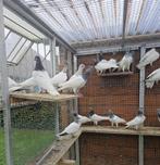 Hoogvliegers Boedapest Sportduiven Origineel, Dieren en Toebehoren, Vogels | Duiven, Mannelijk, Overige soorten
