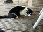 Goed tehuis gezocht voor oudere kater, Dieren en Toebehoren, Katten en Kittens | Overige Katten, Kater, Kortharig, 6 jaar of ouder
