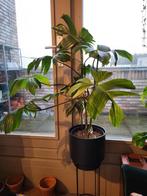 Zeldzame Philodendron 'Florida Ghost' & 'Florida Beauty', Huis en Inrichting, Kamerplanten, 100 tot 150 cm, Overige soorten, Groene kamerplant