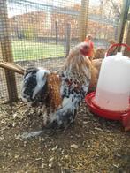 Knappe Cochin haan met verschillende kleuren, Dieren en Toebehoren, Pluimvee, Mannelijk, Kip