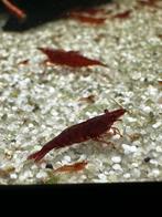 Jonge Rode Vuurgarnalen, Dieren en Toebehoren, Kreeft, Krab of Garnaal