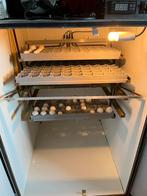 Uitbroedservice, Dieren en Toebehoren, Pluimvee