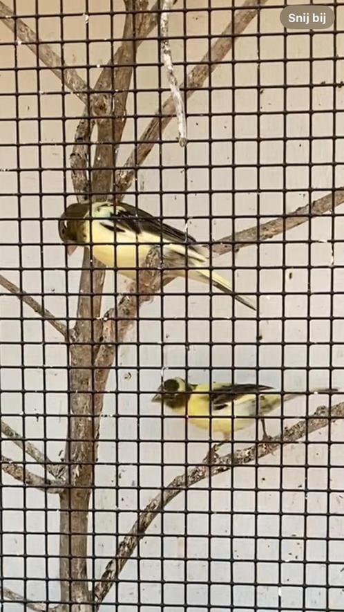 Kanarie  Mei 2025, Dieren en Toebehoren, Vogels | Kanaries, Kleurkanarie, Meerdere dieren
