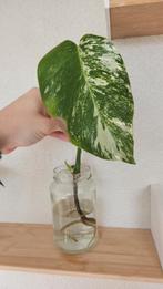 Monstera albo, Ophalen of Verzenden, Overige soorten, Minder dan 100 cm