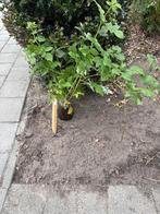 Gratis framboos, Ophalen, Volle zon, Vaste plant, Zomer