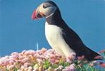 Ansichtkaart	Papagaaiduiker, Verzenden, 1980 tot heden, Gelopen, Vogel