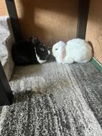 2 konijnen gratis 2 rabbits for free, Dieren en Toebehoren, Meerdere dieren, Dwerg, Hangoor, 3 tot 5 jaar