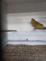 Agaat geel Intensief koppel, Meerdere dieren, Kleurkanarie