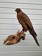 Grote majestueuze Buizerd zit op hangende tak, Sint Kerst., Ophalen of Verzenden, Zo goed als nieuw, Opgezet dier