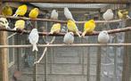 Kanaries verschillende kleuren koppels, Dieren en Toebehoren, Vogels | Kanaries, Meerdere dieren, Kleurkanarie