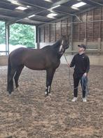 Lieve Merry, Dieren en Toebehoren, Paarden, Merrie, B, Gechipt, 170 tot 175 cm