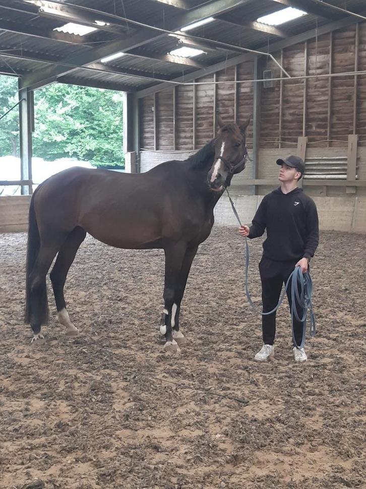 Lieve Merry, Dieren en Toebehoren, Paarden, Merrie, B, 170 tot 175 cm, 11 jaar of ouder, Recreatiepaard, Met stamboom, Gechipt