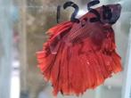 Betta splendens super delta kempvis man, Dieren en Toebehoren, Vissen | Aquariumvissen, Vis, Zoetwatervis