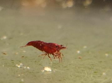 Neocaridina Bloody Mary garnalen  beschikbaar voor biedingen