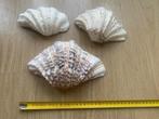 3 x Doopvont schelpen, Verzamelen, Mineralen en Fossielen, Verzenden, Schelp(en)