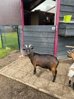 Prachtige dwerggeit, Dieren en Toebehoren, Vrouwelijk, Geit